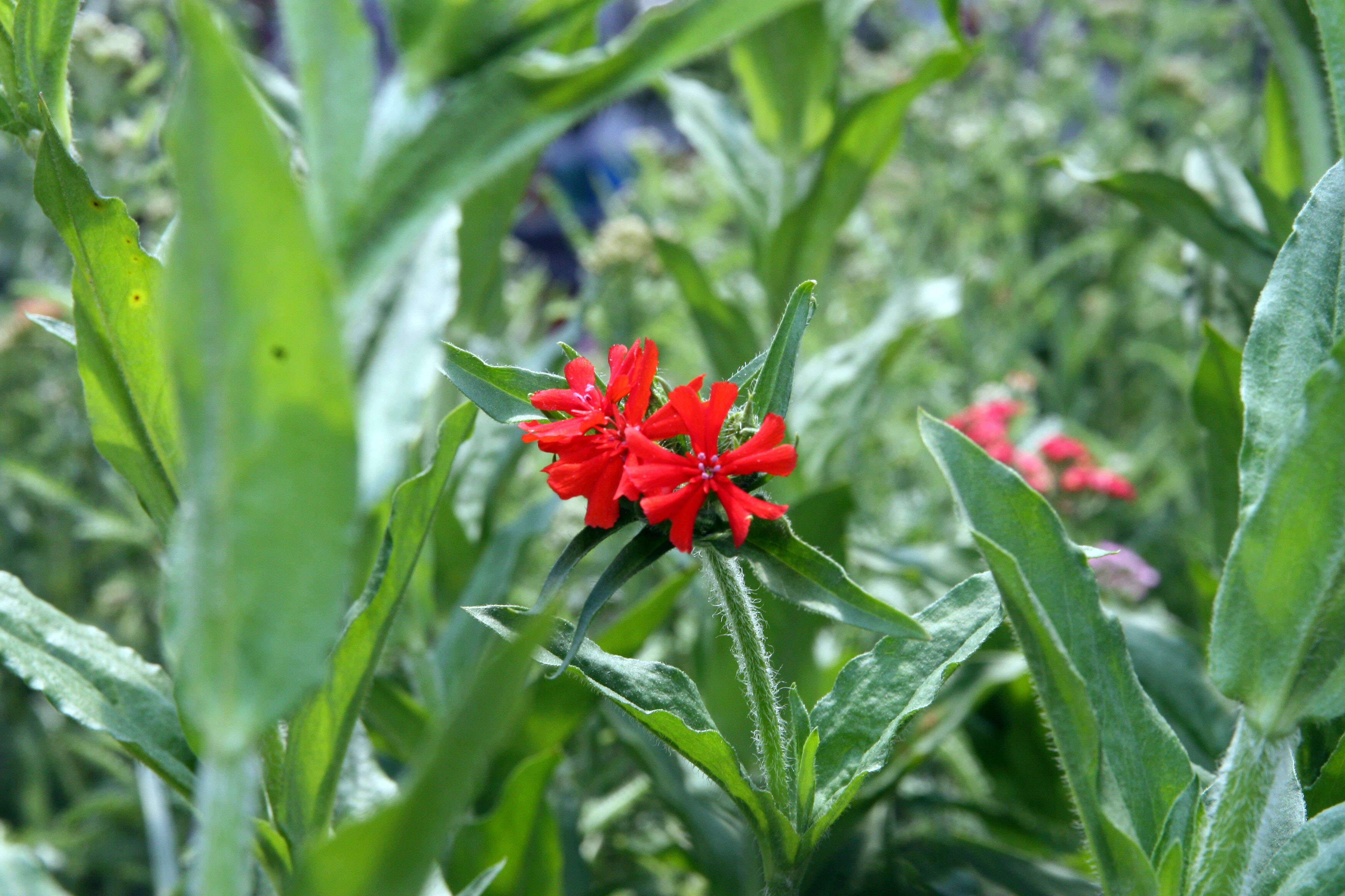 Слика од Silene chalcedonica (L.) E. H. L. Krause