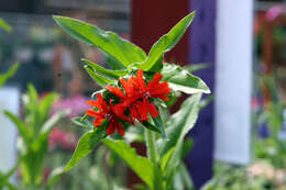 Слика од Silene chalcedonica (L.) E. H. L. Krause