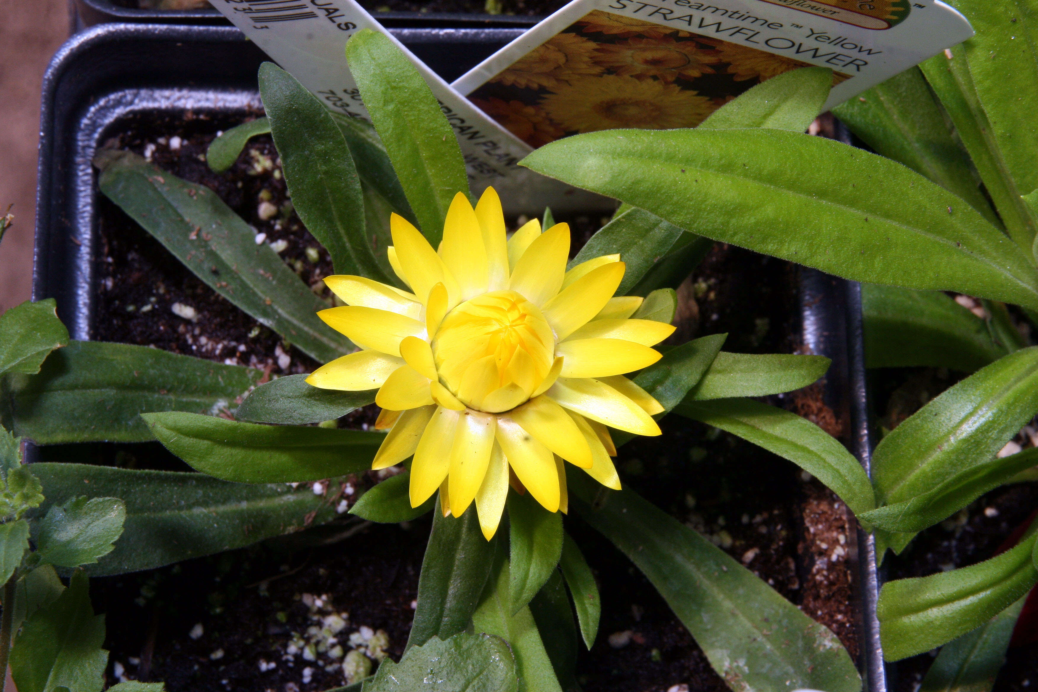 Image of bracted strawflower