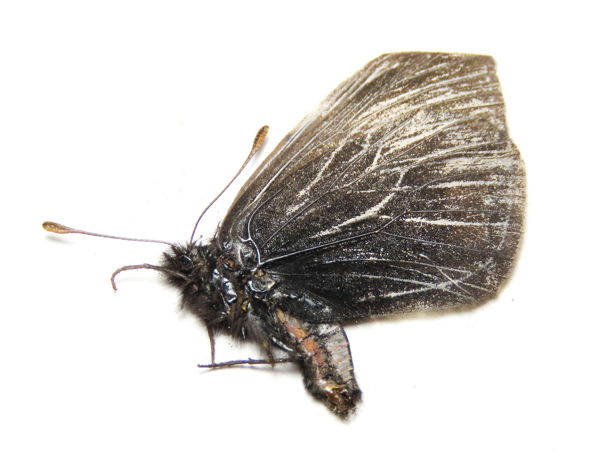 Image of Erebia mackinleyensis Gunder 1932