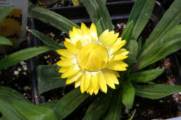 Image of bracted strawflower