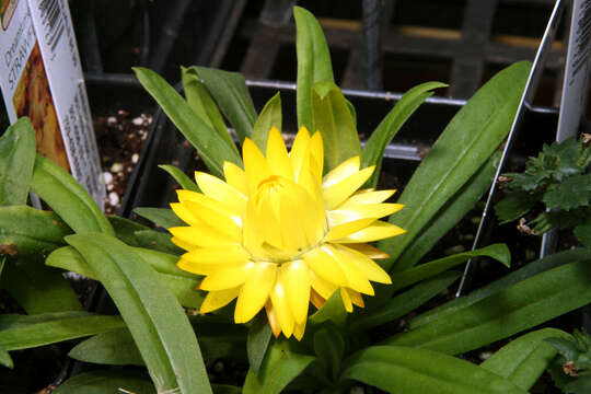 Image of bracted strawflower