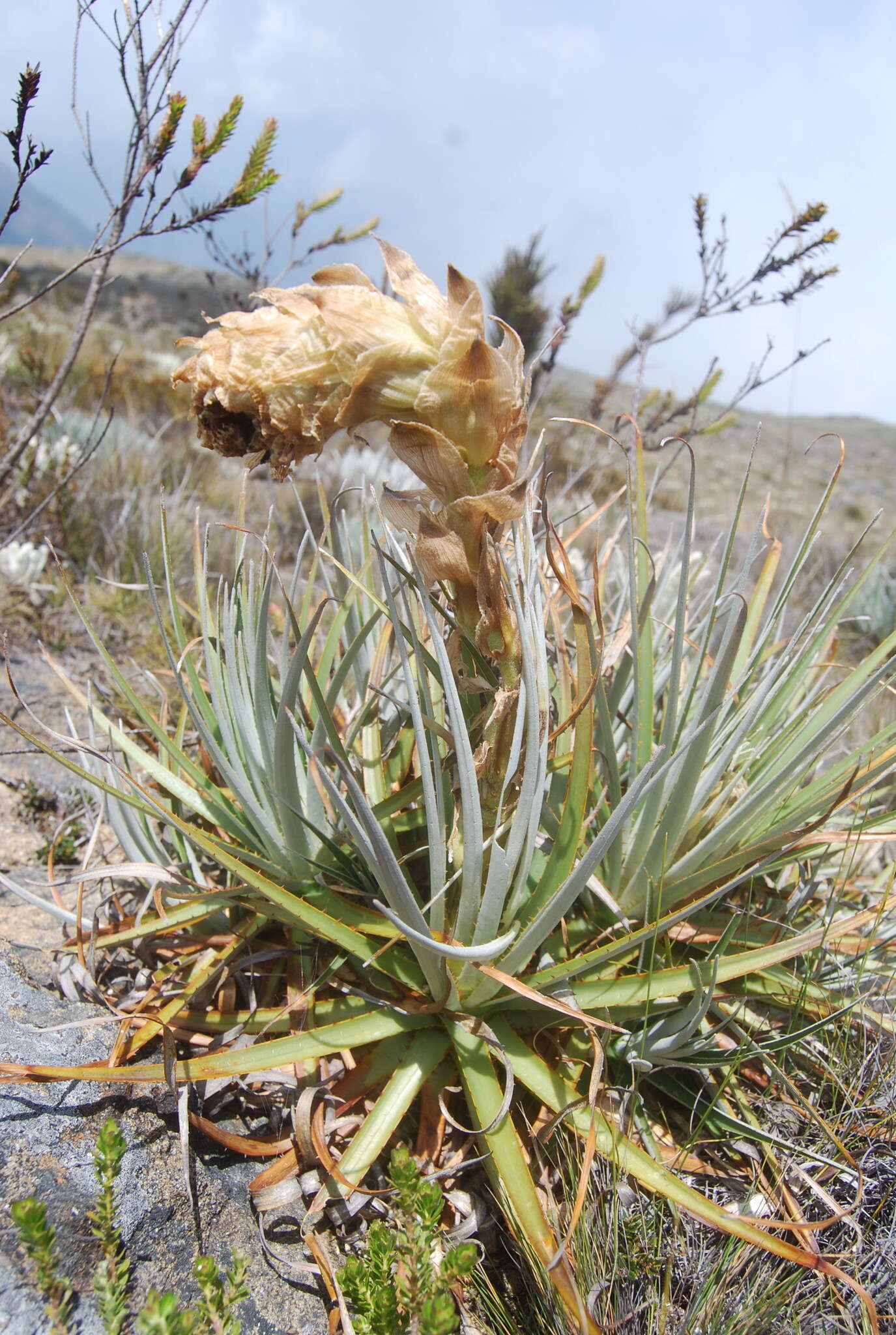 Imagem de Puya venezuelana L. B. Sm.