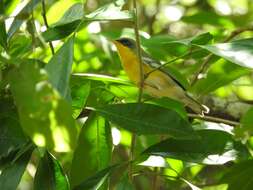 Image of Tropical Parula