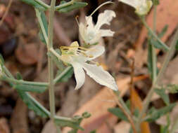 Image of Teucrium racemosum R. Br.