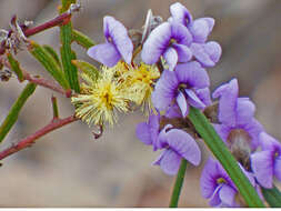 Слика од Hovea heterophylla Hook. fil.