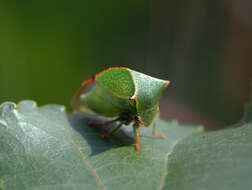 Image of Buffalo treehopper