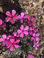 Image of Yreka phlox