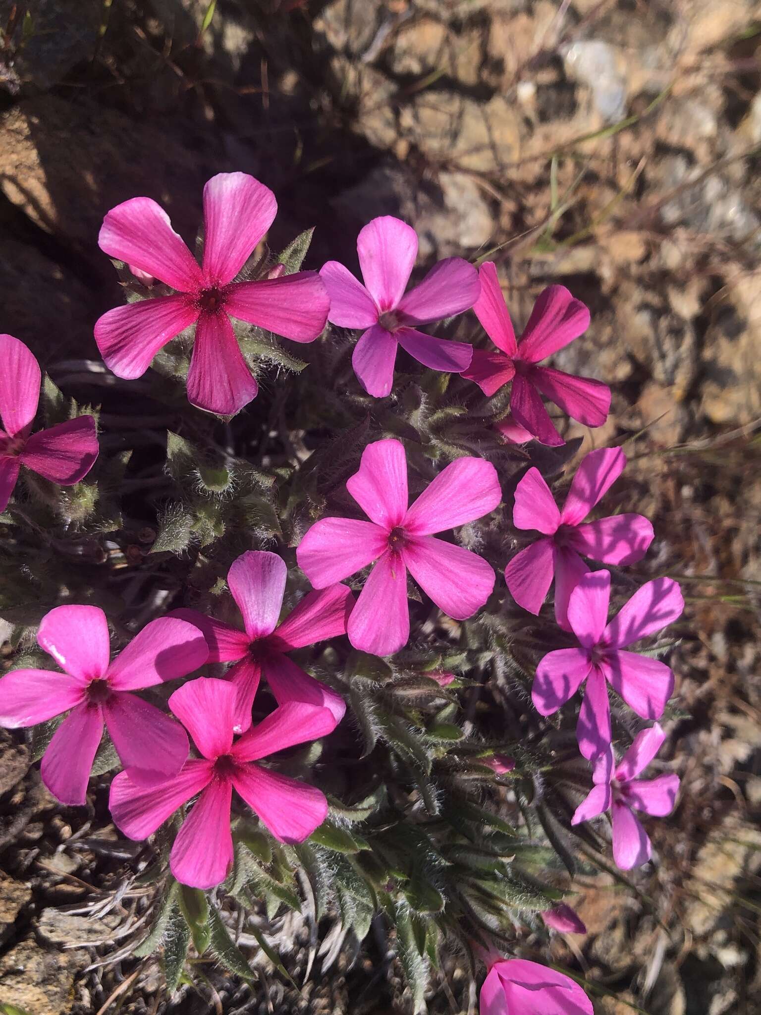 Image of Yreka phlox