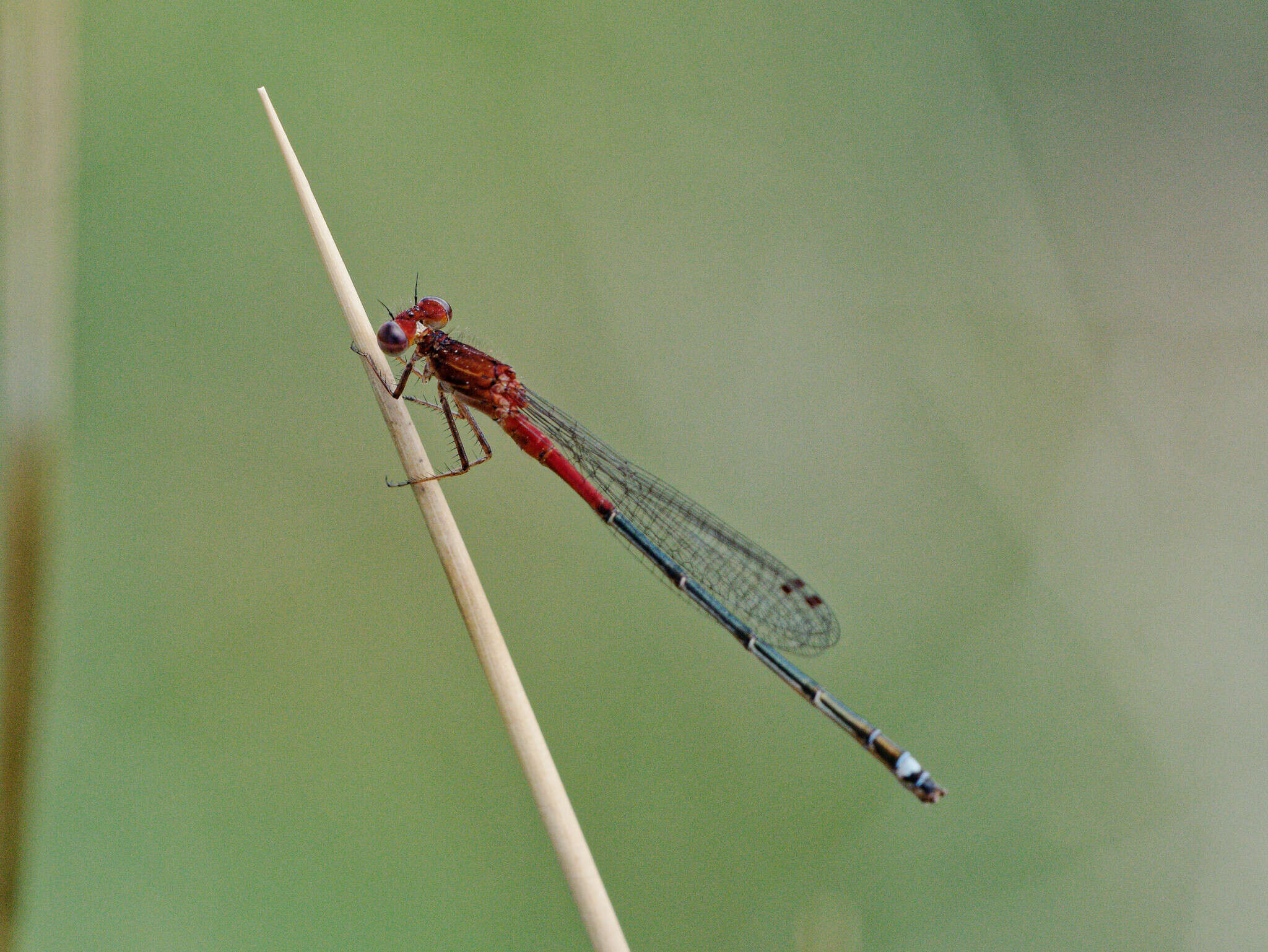 Andinagrion peterseni (Ris 1908) resmi