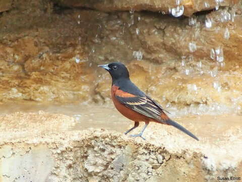 Image of Orchard Oriole