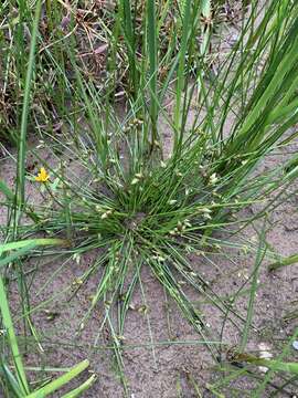 Sivun Schoenoplectiella smithii (A. Gray) Hayas. kuva