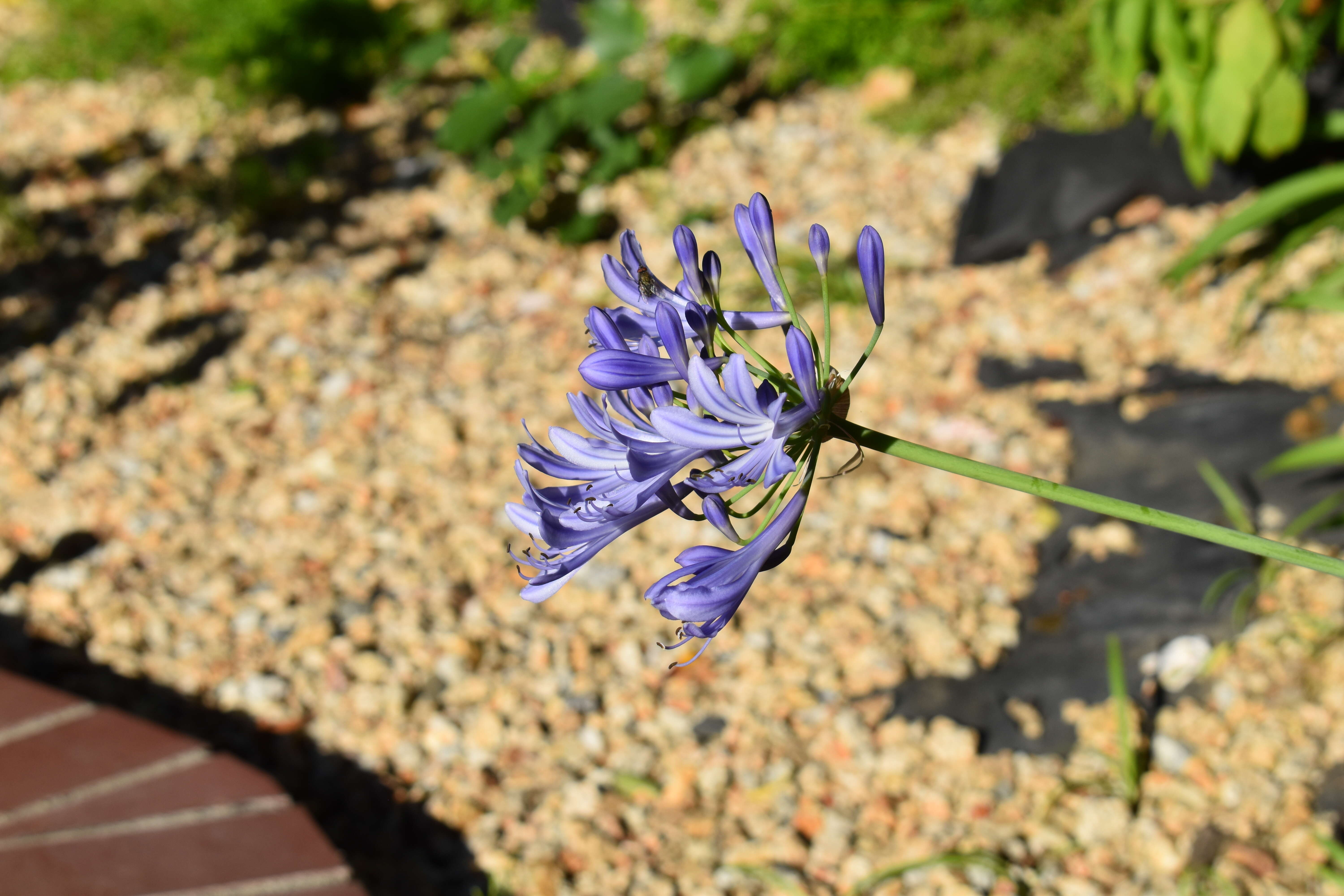 Imagem de Agapanthus praecox Willd.