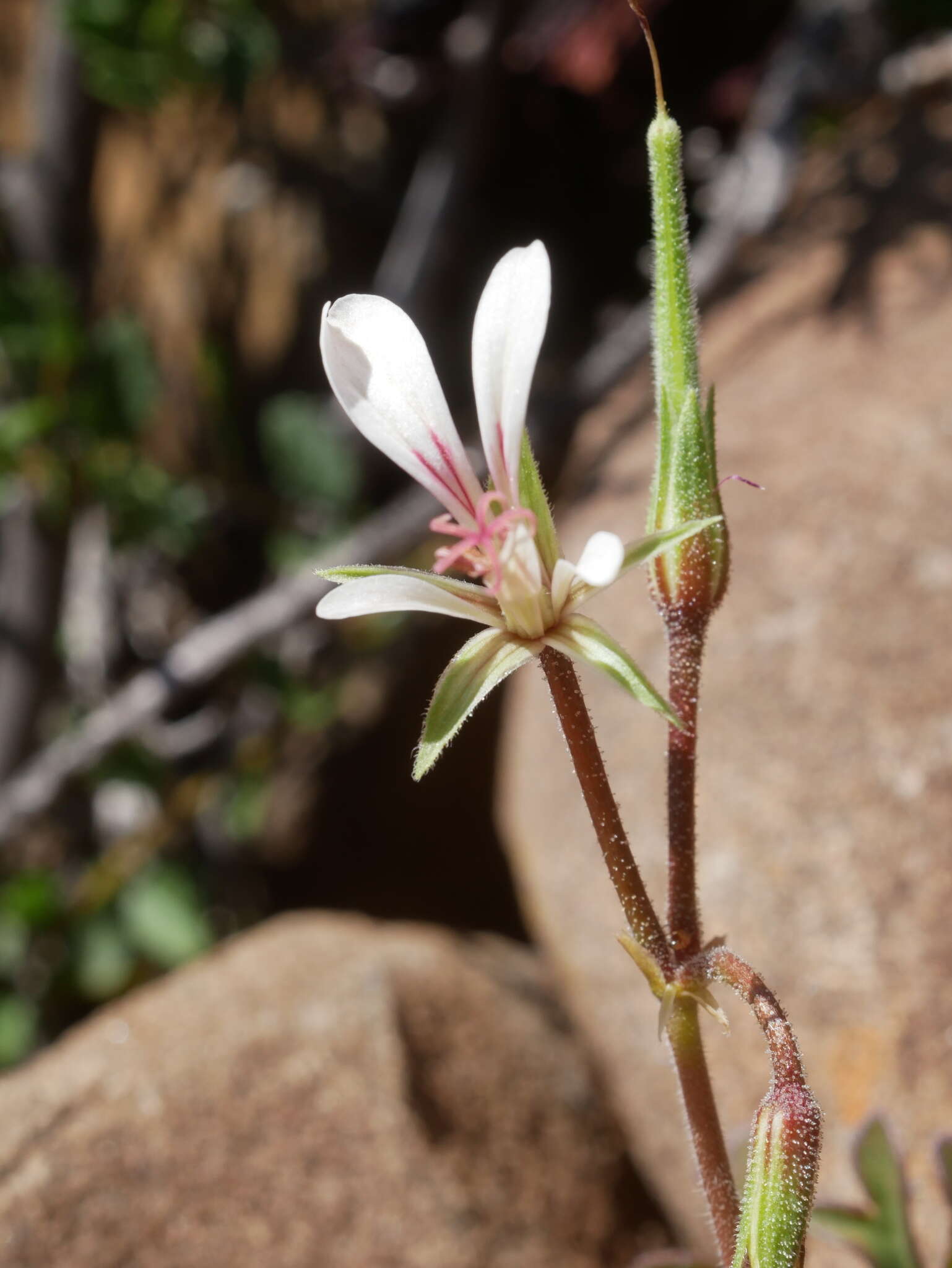 Image of Pelargonium exhibens P. Vorster