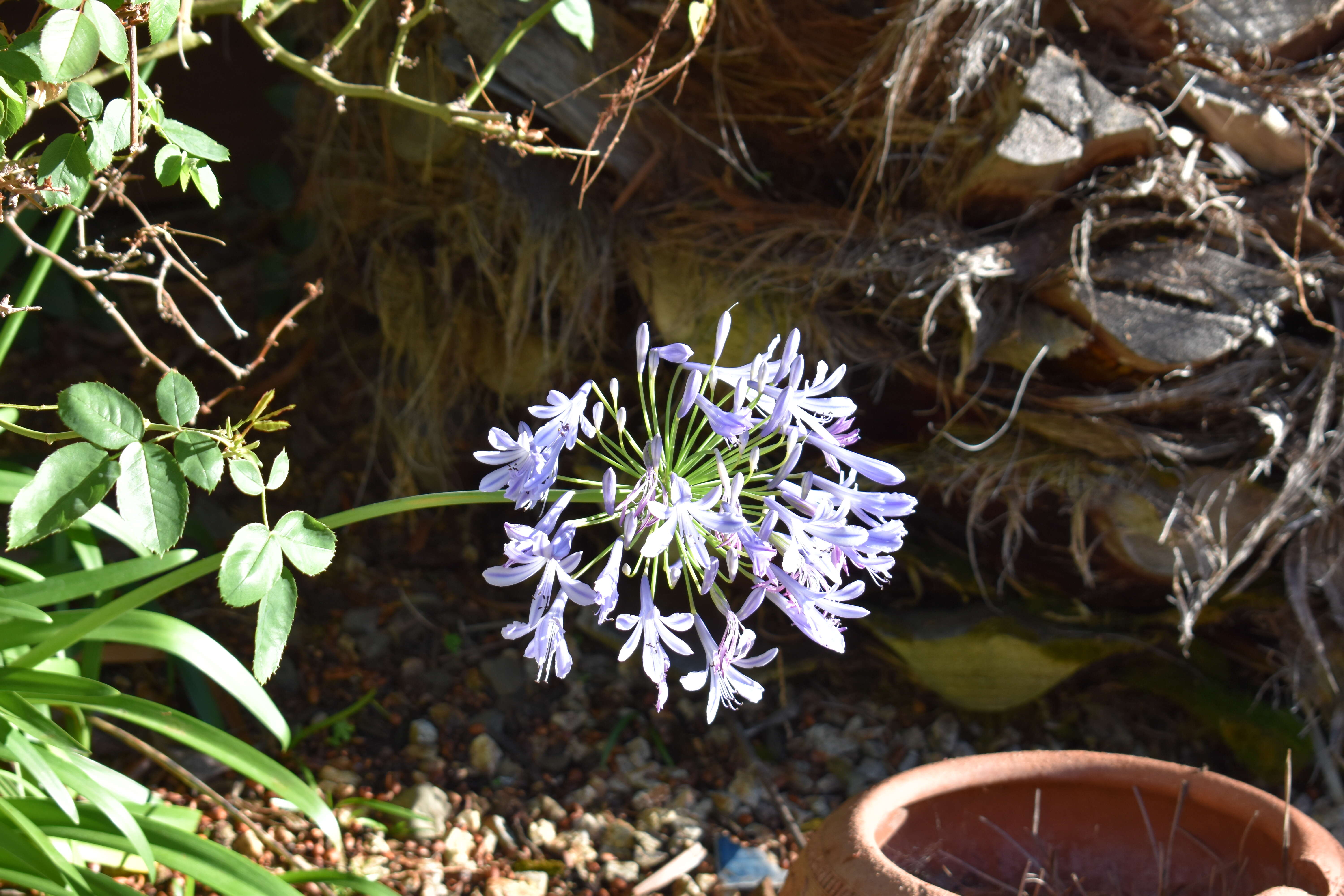 Imagem de Agapanthus praecox Willd.