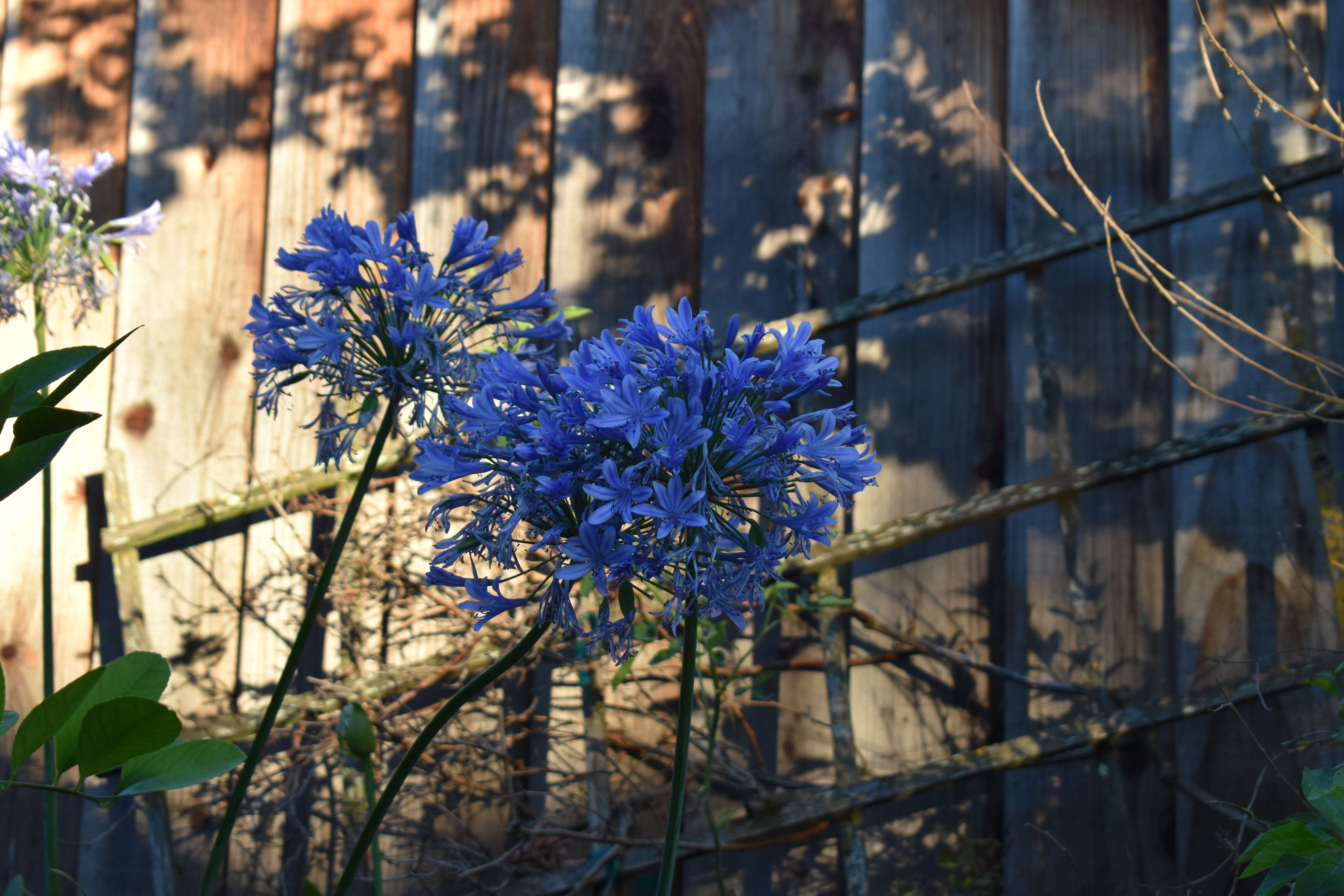 Imagem de Agapanthus praecox Willd.