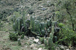 Trichocereus tacaquirensis的圖片