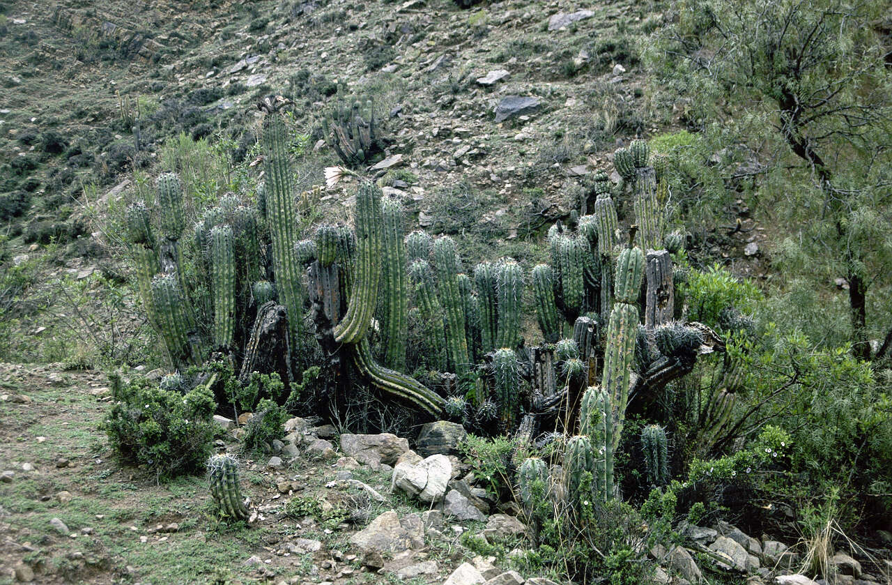 Image of Trichocereus tacaquirensis