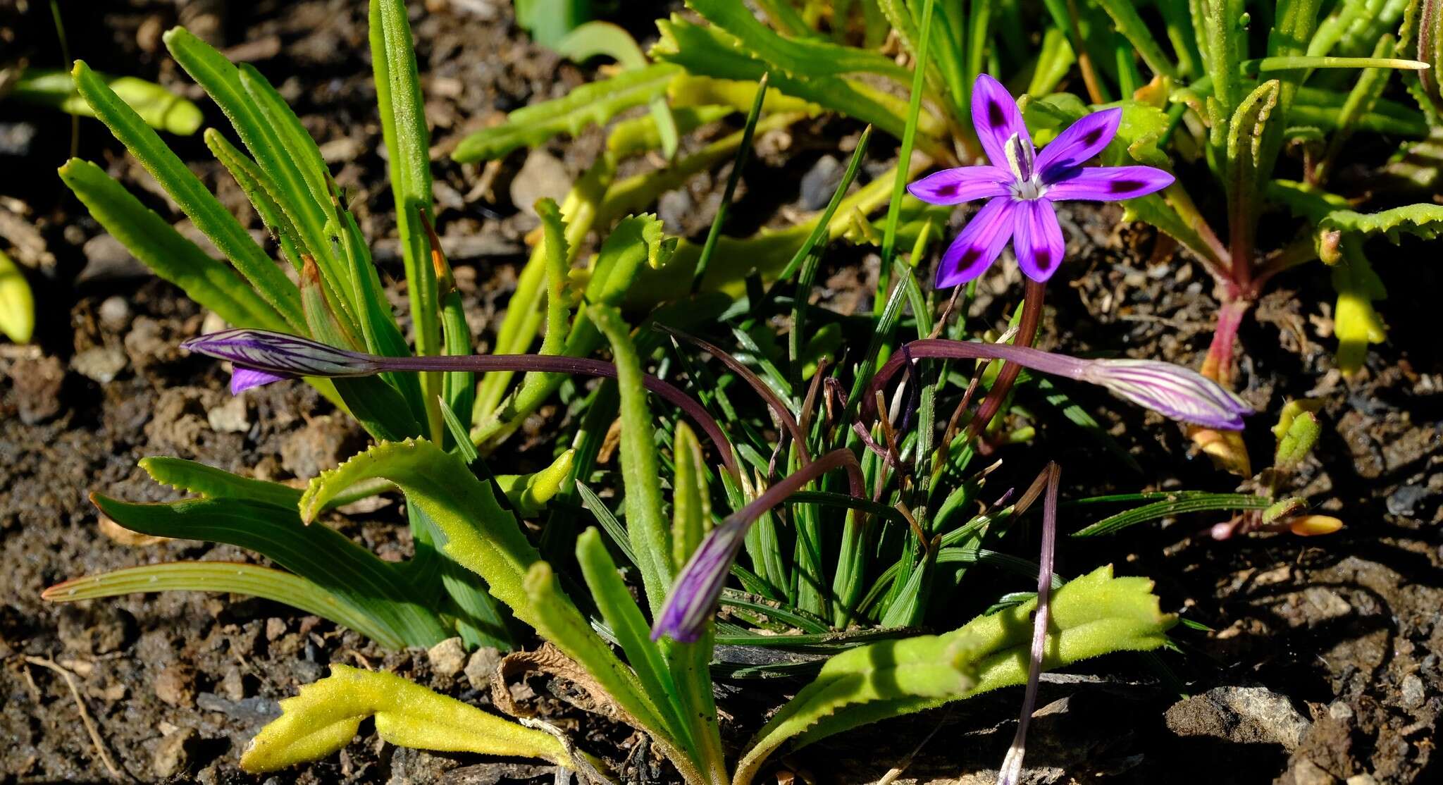 Image of Romulea hantamensis (Diels) Goldblatt