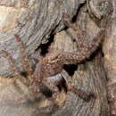 Image of Silver-spotted Huntsman