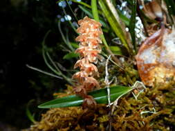 Image of Dendrochilum pterogyne Carr