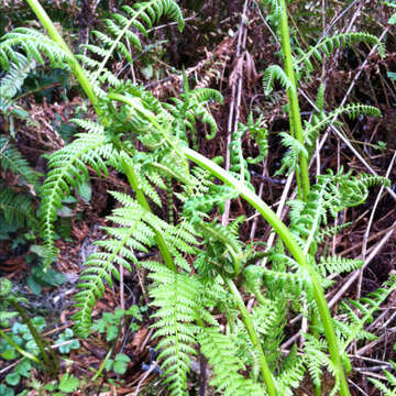 Image of Lady-fern