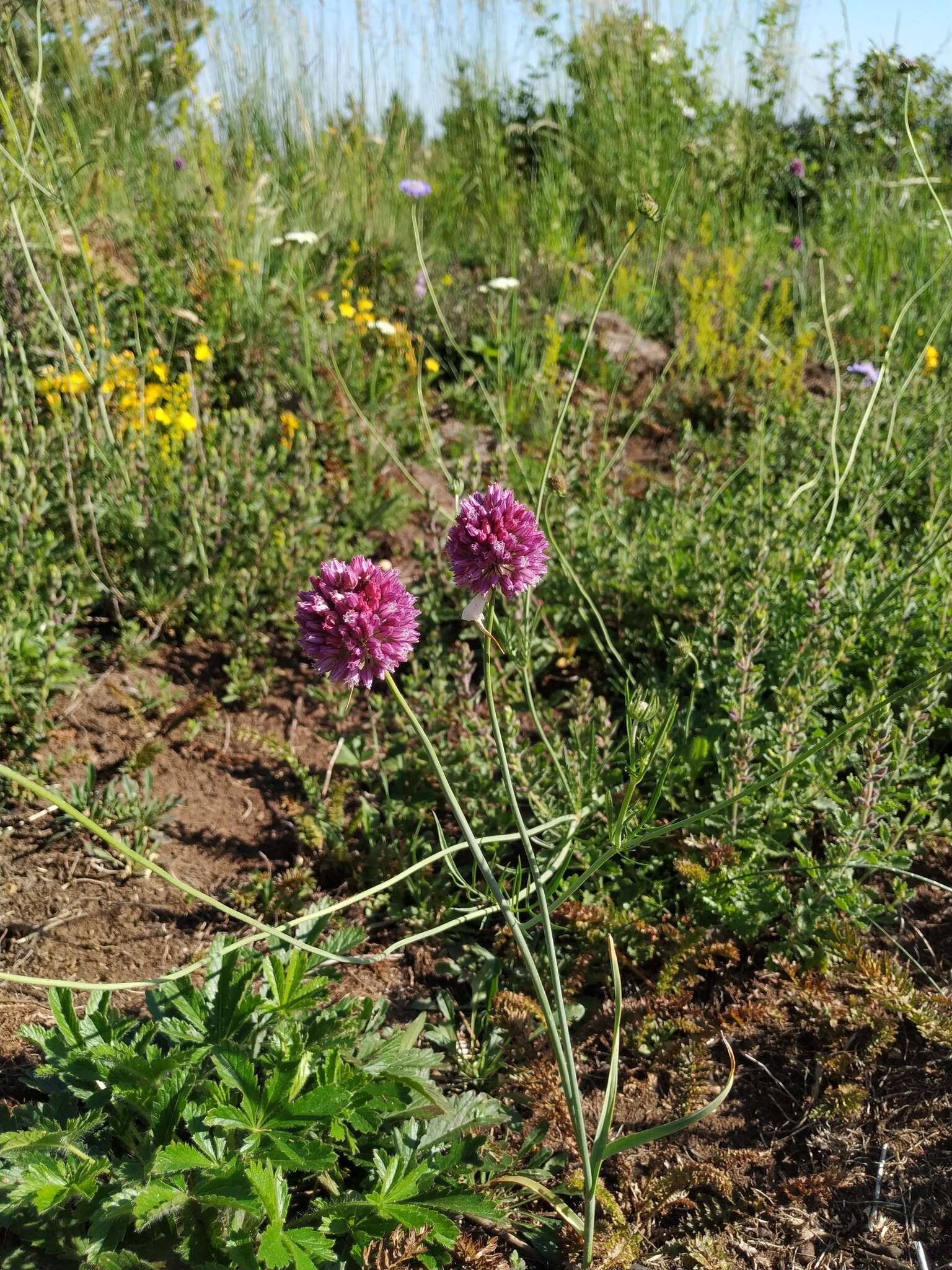 Image of sand leek