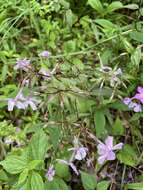 Imagem de Phlox glaberrima subsp. triflora (Michx.) Wherry