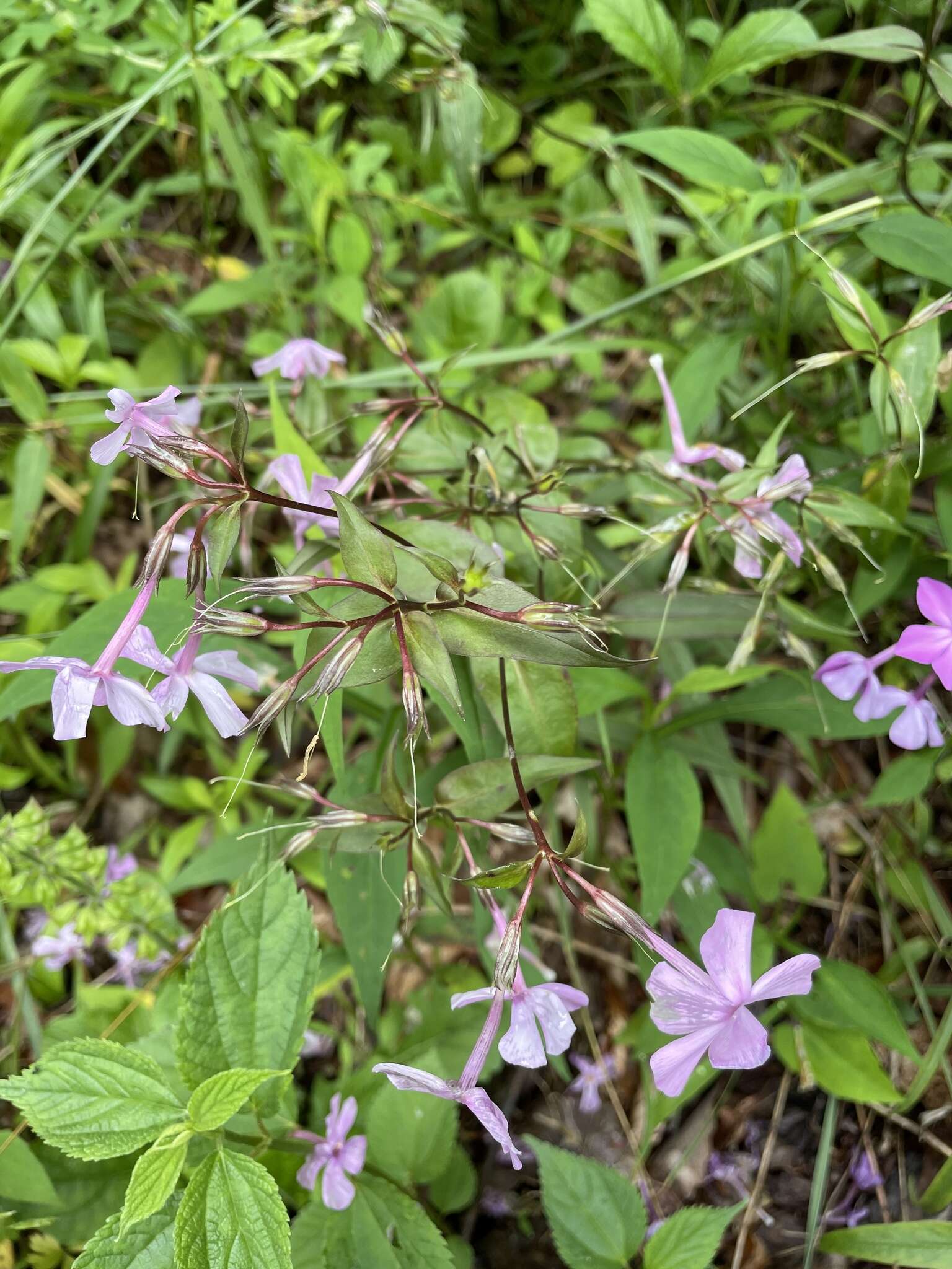 Image of smooth phlox