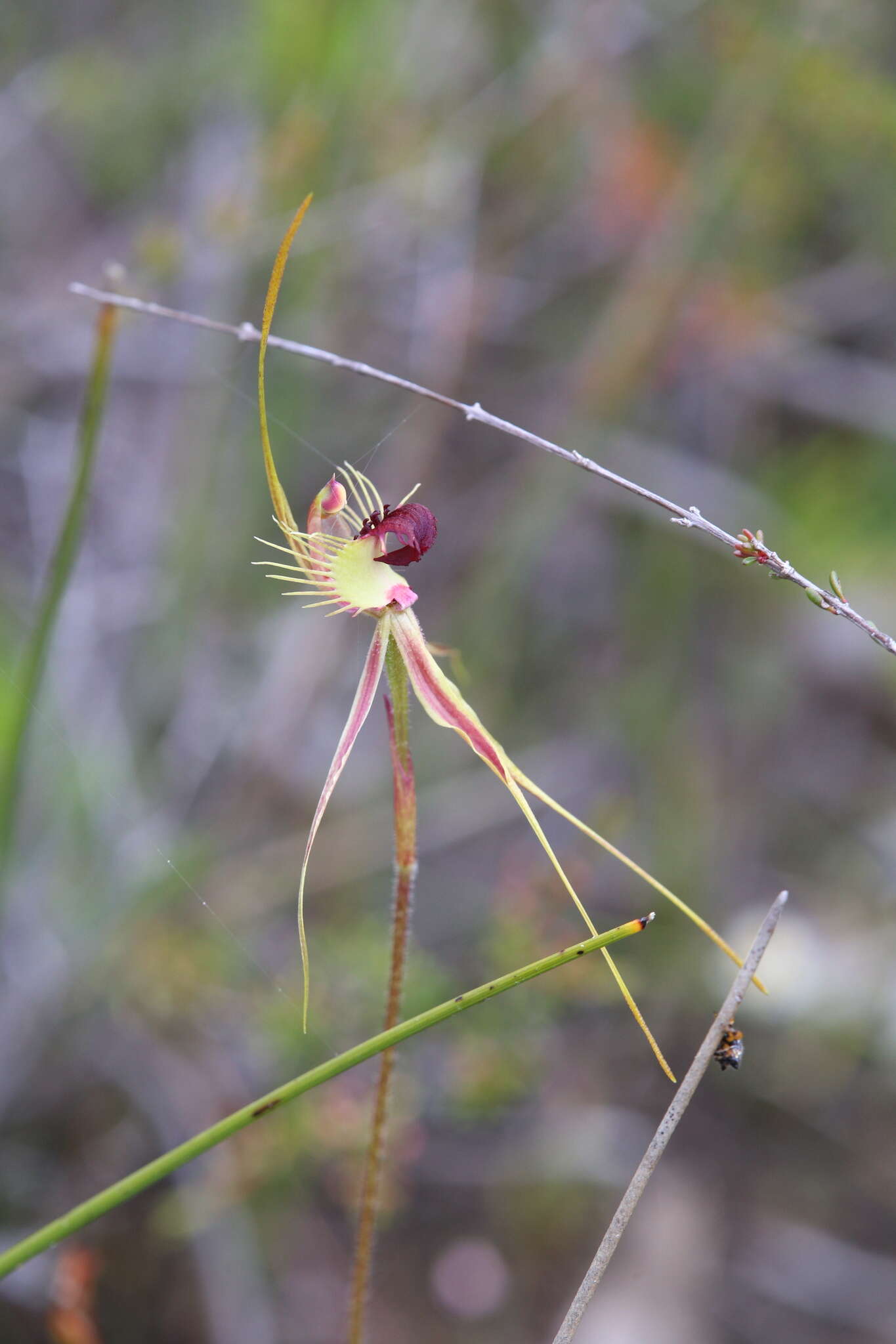 Image of Ray spider orchid