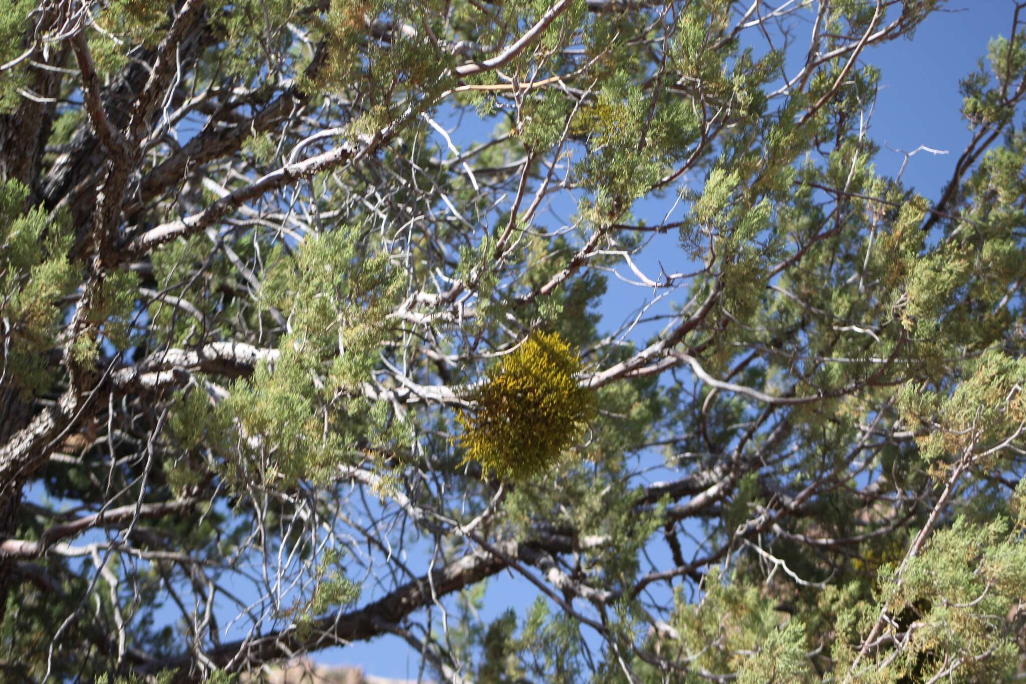 Image of juniper mistletoe