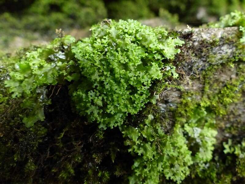 Image of Apopellia (Grolle) Nebel & D. Quandt