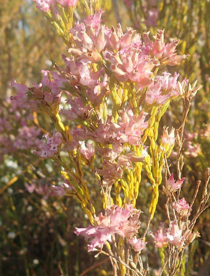 Plancia ëd Erica steinbergiana var. steinbergiana