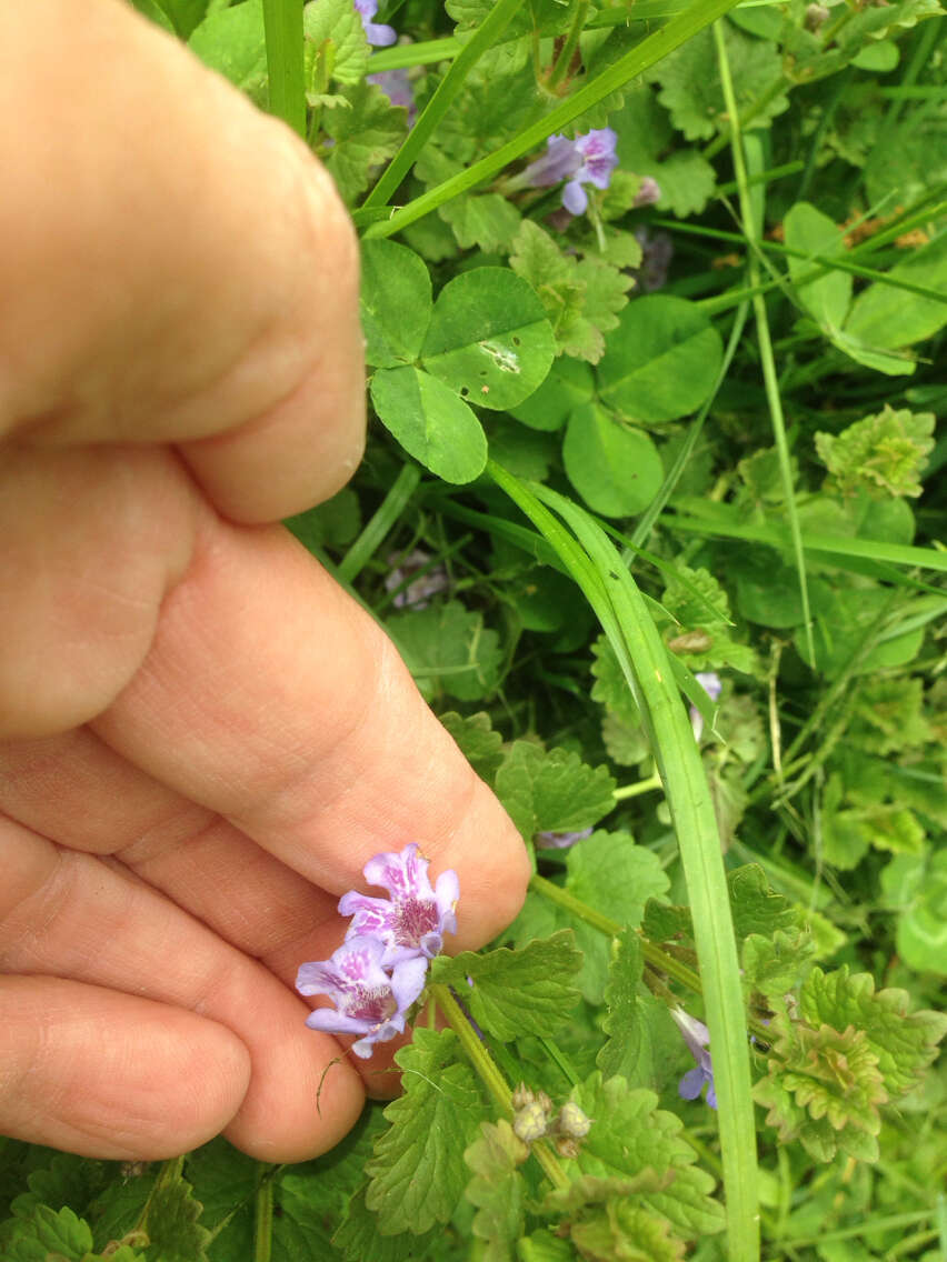 Image of Glechoma hederacea L.