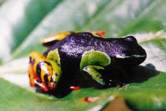 Image of Baron's Mantella