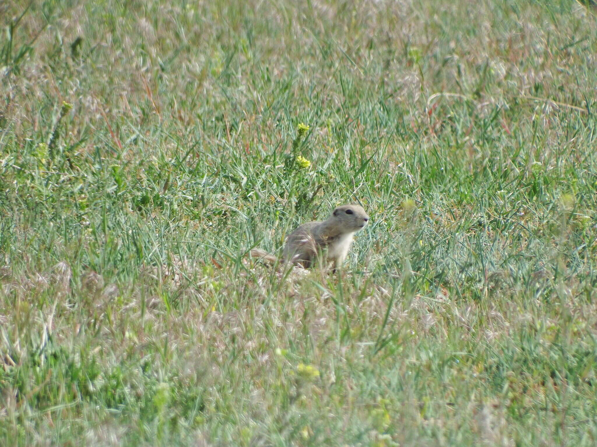 Image of Richardson's ground squirrel