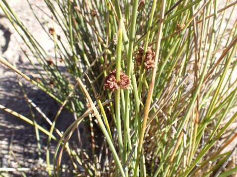 Imagem de Afroscirpoides dioeca (Kunth) García-Madr. & Muasya