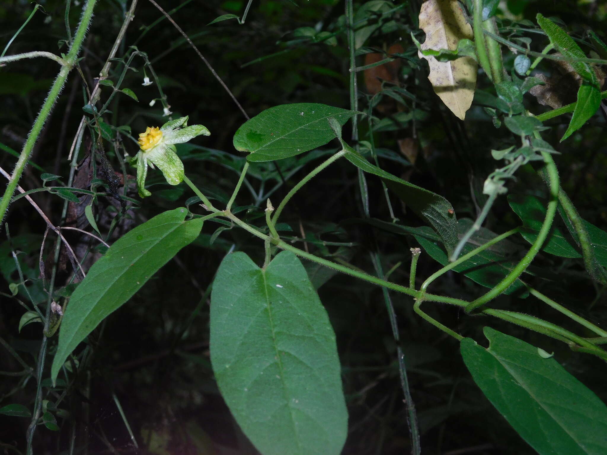 Gonolobus chloranthus Schltdl.的圖片