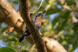 Image of Purple-winged Roller