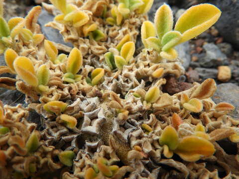 Image of Purslane-leaved aizoon