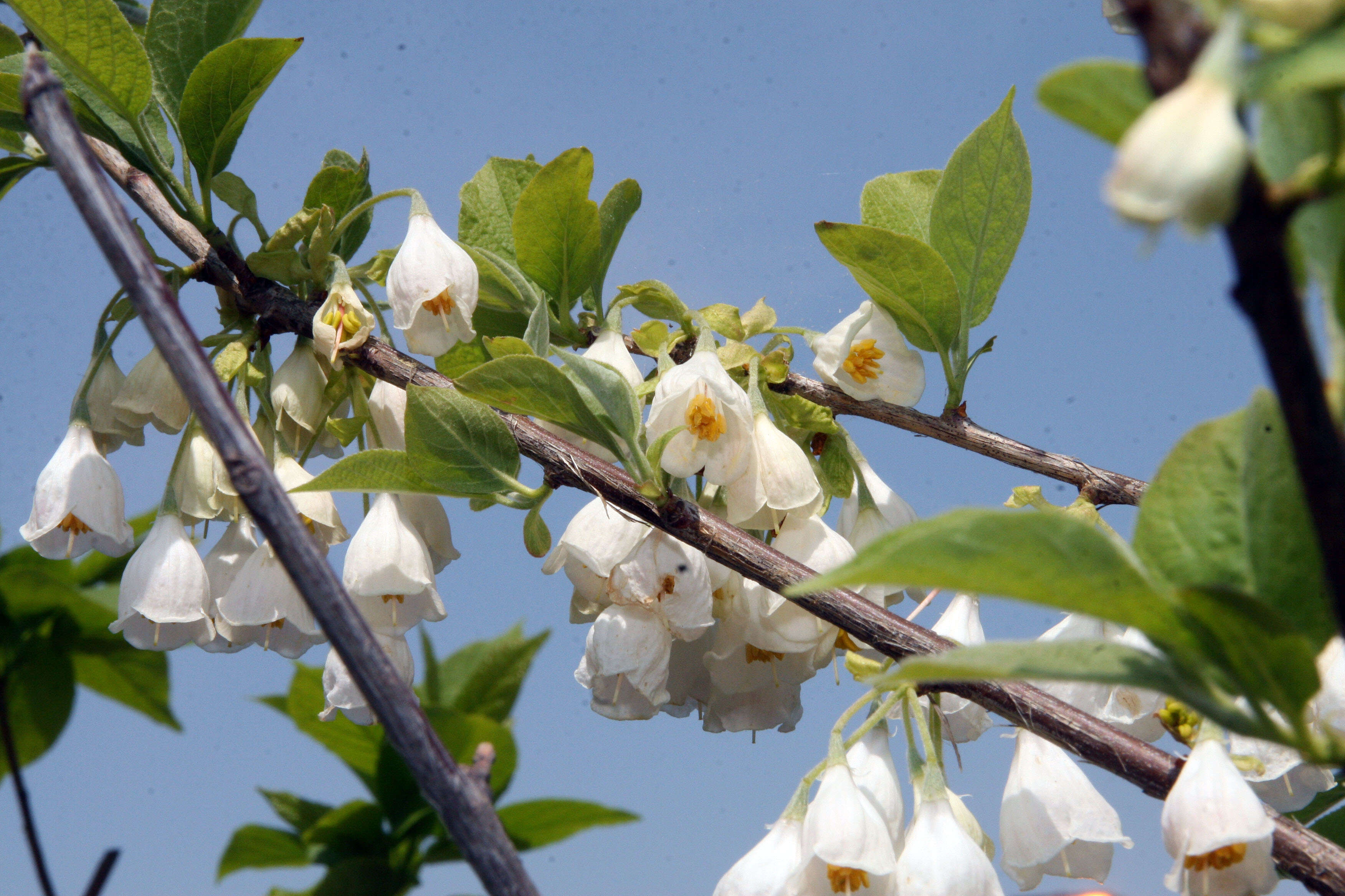 Image de Halesia carolina L.