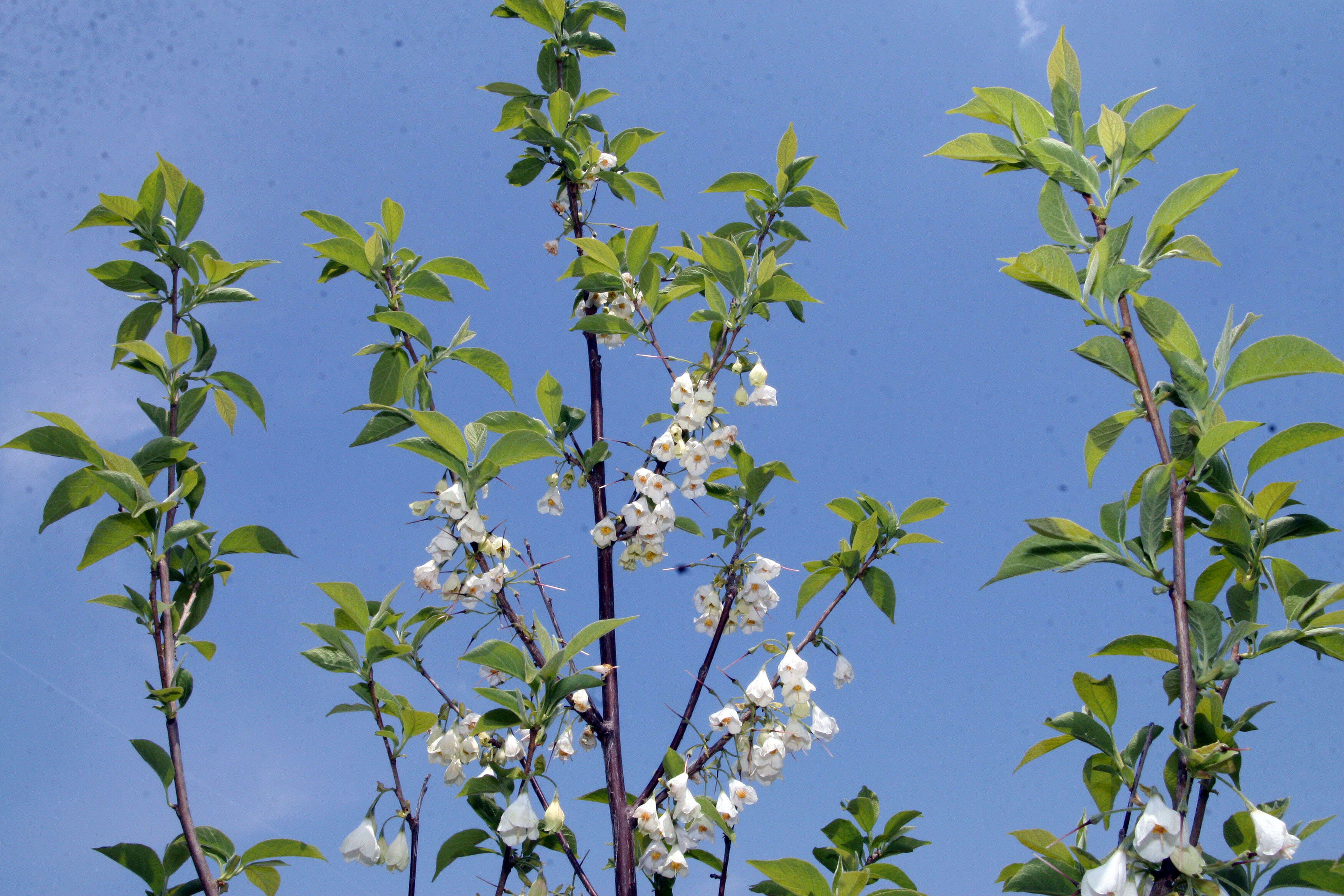 Imagem de Halesia carolina L.