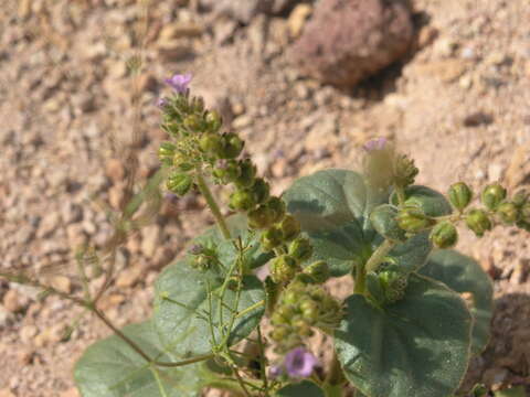 Image of blacktack phacelia