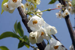 Imagem de Halesia carolina L.