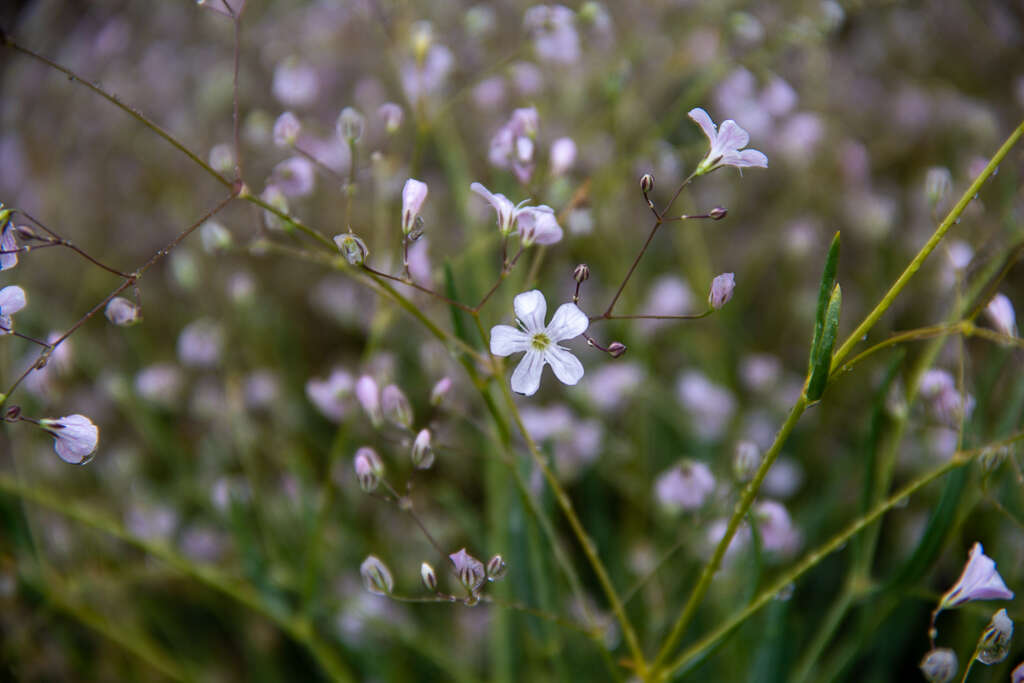 Image de Gypsophila patrinii Ser.