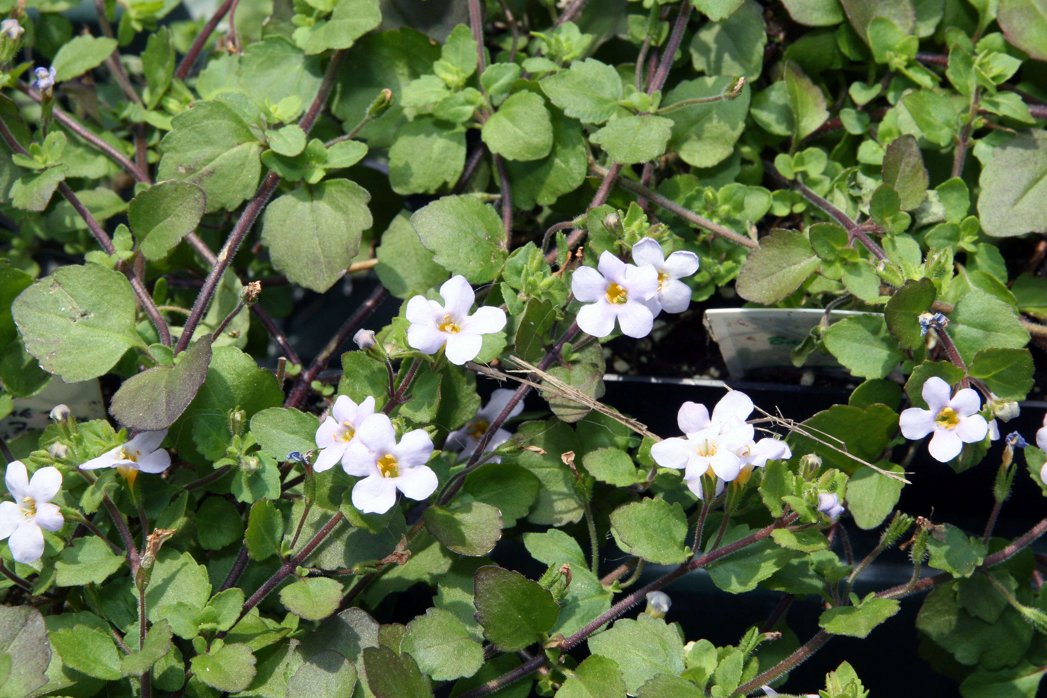 Image of Sutera cordata (Thunb.) Kuntze