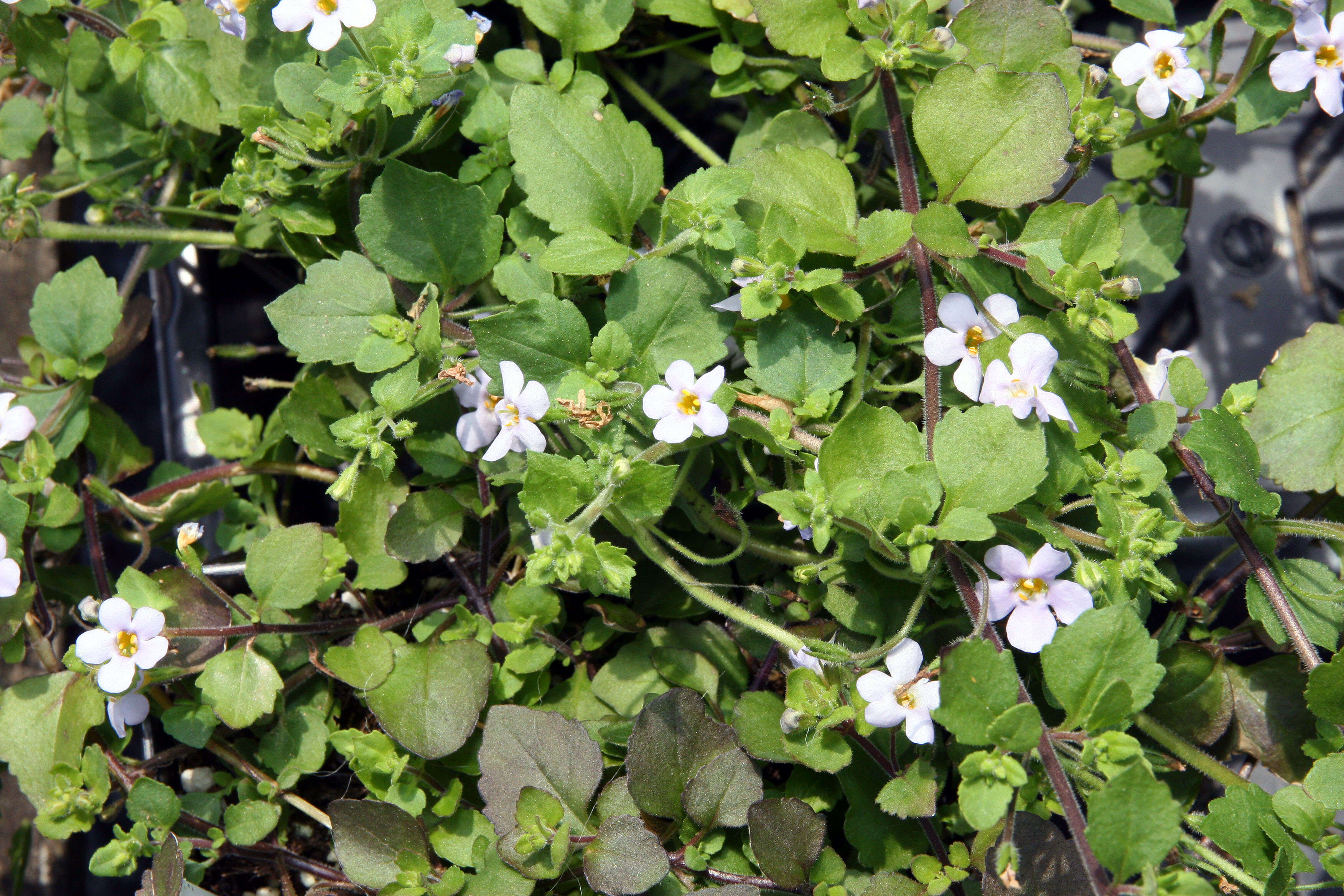 Image of Sutera cordata (Thunb.) Kuntze