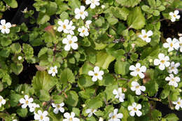 Image of Sutera cordata (Thunb.) Kuntze