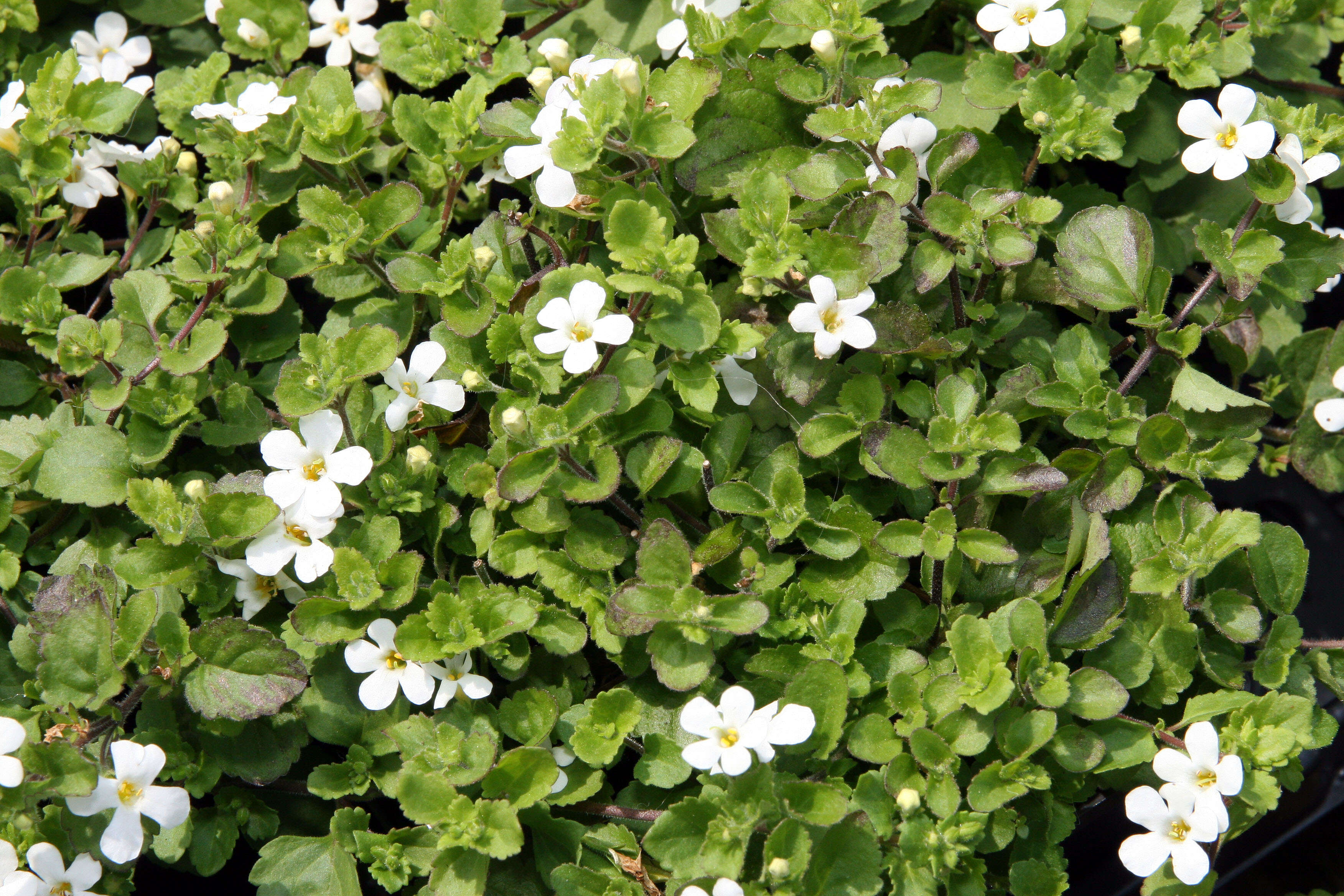 Image of Sutera cordata (Thunb.) Kuntze