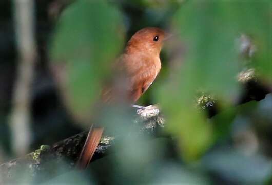 Image of Rufous Mourner